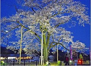 美術館に満開の桜 二本松さくら展9日開幕」／「見事な枝ぶり「万燈桜