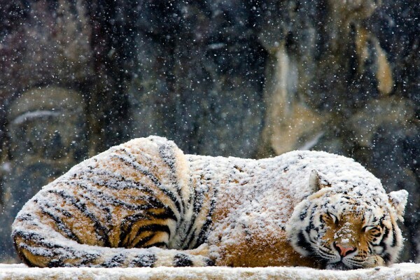 虎は死して皮を留め 人は死して名を残す 小雪のニャンニャンblog