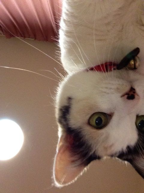 ねこ夢中 ピタゴラスイッチのアルゴリズム てんとう虫とか面白いのにゃ こゆきのこころ