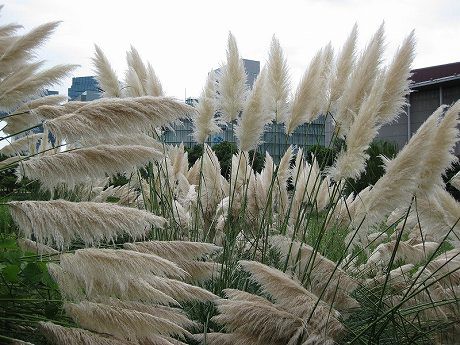 お台場 巨大すすきとキティちゃん観覧車 サッカーと旅を愛する男のブログ