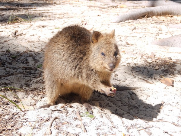 最高かつ最も包括的なピカチュウ オーストリア 動物 最高の動物画像