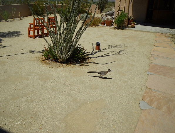 Borrego Valley Inn で見かけた Roadrunner ミチバシリ せつこの部屋