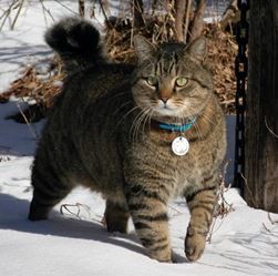 太った猫はお好き？ : 標準体重への道 ＆ 家計もダイエット！
