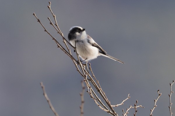 この鳥なんの鳥 くぼかわ里山日記