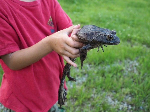 ウシガエルの駆除 防除 ｈ28 里山スケッチ Vol 9 くぼかわ里山日記