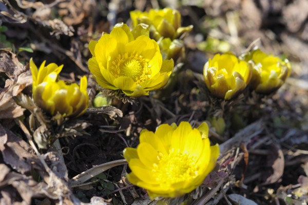 春の開花 カエルの声 くぼかわ里山日記