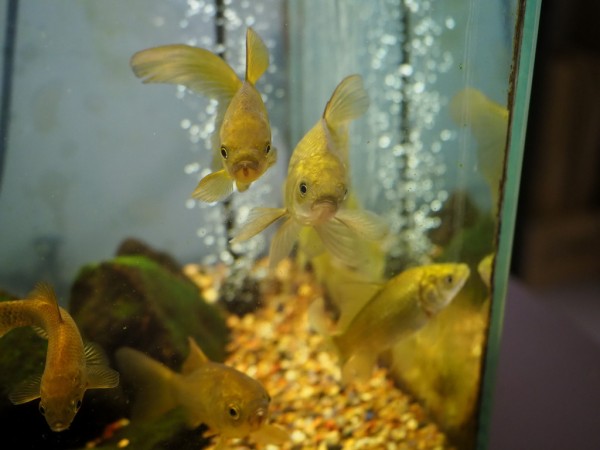 風雪から 浄土館 くぼかわ里山日記