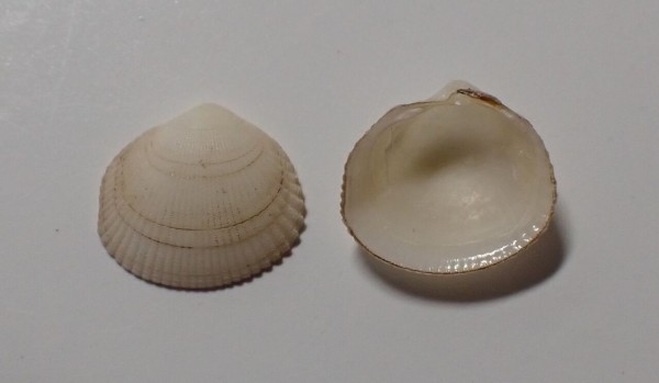 Epicodakia sp : 図鑑を作る（二枚貝編）