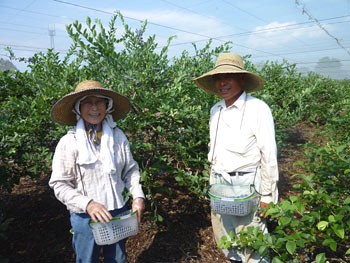 栃木県 ブルーベリー狩り ふみの里のご紹介 全国のオススメ ブルーベリー狩り案内所