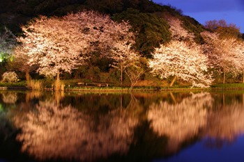 期間限定情報 横浜三渓園で観賞できるライトアップされた夜桜 横浜ブログ
