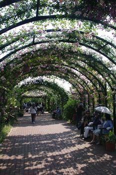 期間限定情報 今が見頃 横浜イングリッシュガーデンの綺麗なバラ 横浜ブログ