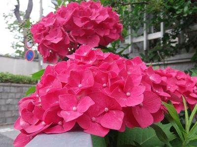 八重の 葵の花 日々微笑みを 八重の 葵の花 日々微笑みを