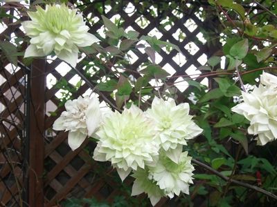 バングラデシュ ノクシカタ展 日々微笑みを