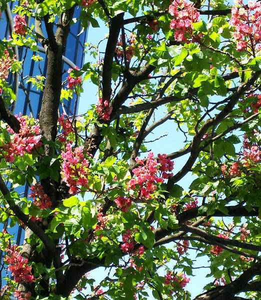 桐の花とベニバナトチノキ 日々微笑みを 桐の花とベニバナトチノキ 日々微笑みを