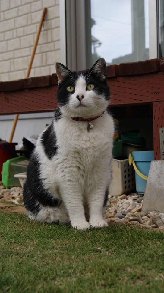 ○今日も、うちの猫はお庭をパトロールですｗ : 「すごく真剣に稼ぎ 