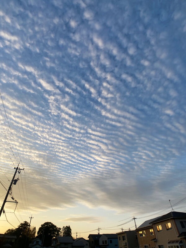 全天シマシマ、素晴らしい夕方の波状雲 : 雲三昧 -雲と空の記録と独り言-