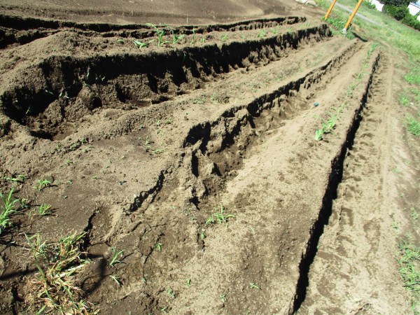 トウモロコシに追肥と土寄せ R 国定の風