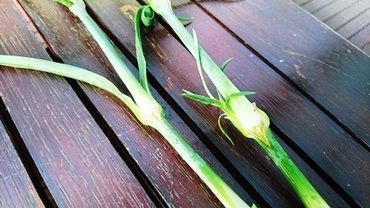 レモネードと挿し木 前略 豪州より