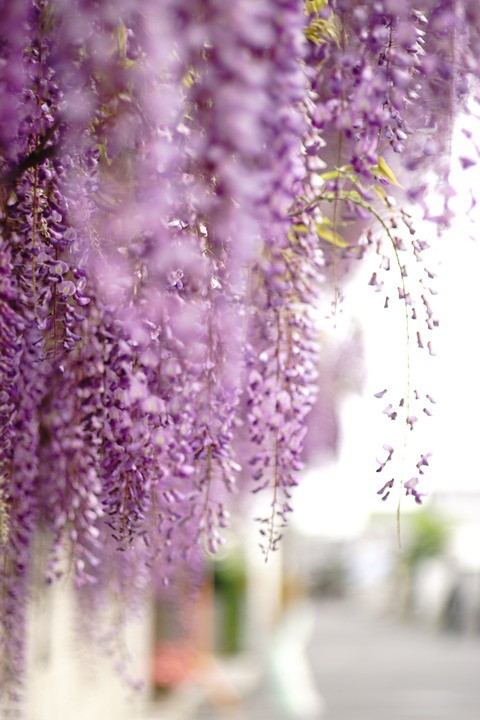 春日大社 季節限定の藤まもり クピの蒼い風 春日大社 季節限定の藤まもり クピの蒼い風