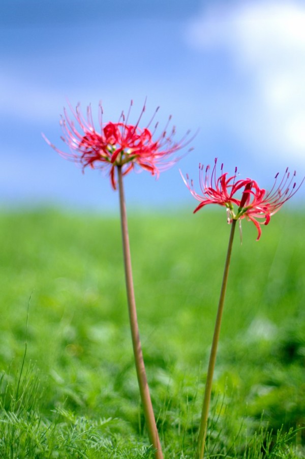 天界に咲く花 彼岸花 クピの蒼い風