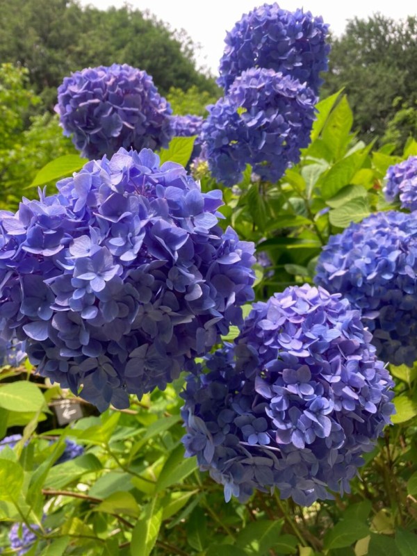 福知山　華観音寺　紫陽花