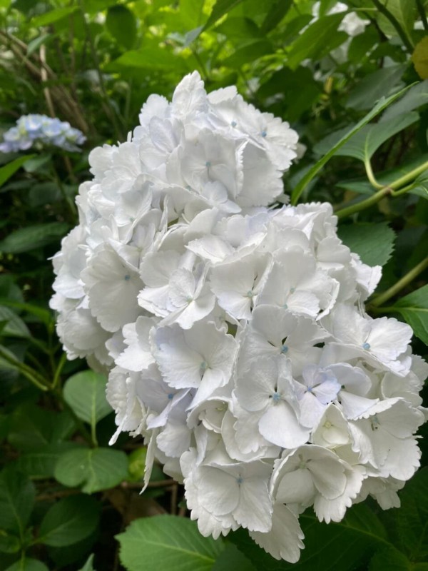 福知山　華観音寺　紫陽花