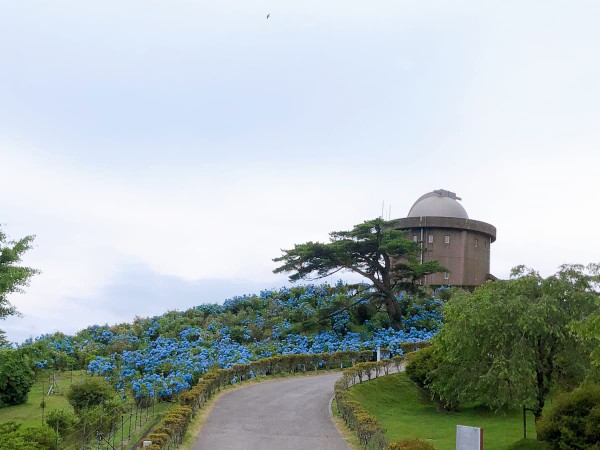 猪名川町 大野アルプスランド　紫陽花