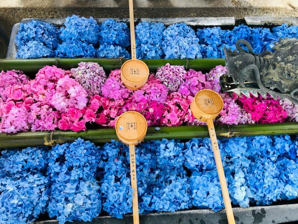 楊谷寺　紫陽花１-2
