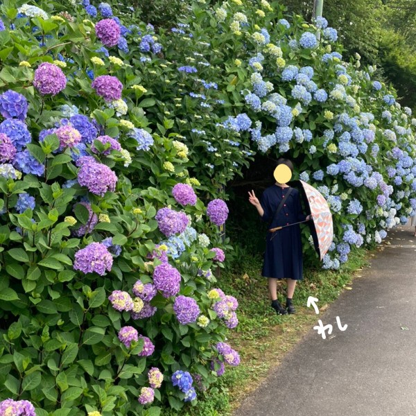 福知山　華観音寺　紫陽花