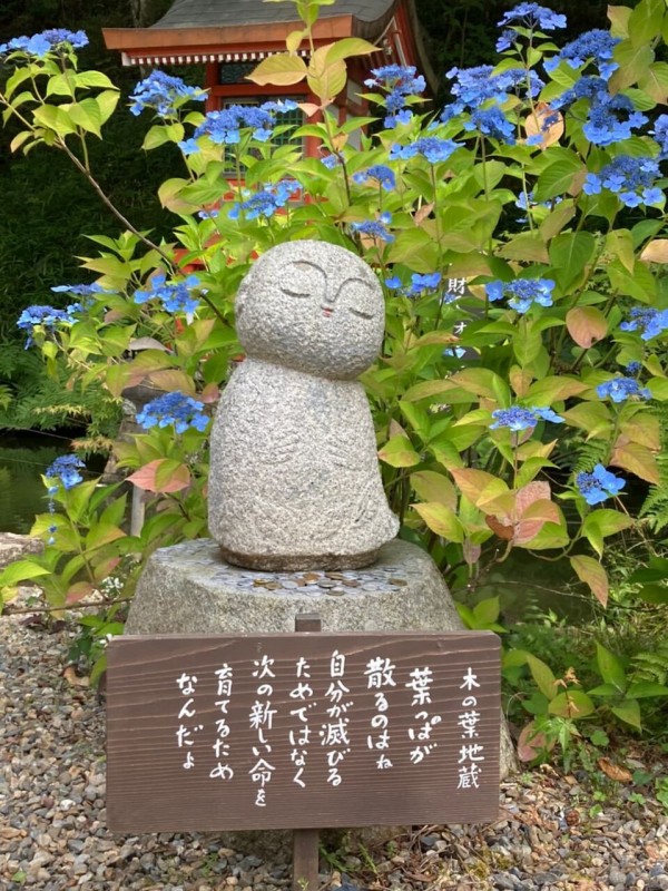 福知山 花観音寺　紫陽花3