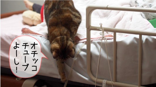 ニャースさん : 玉ちゃん猫になる､ケンさん犬になる