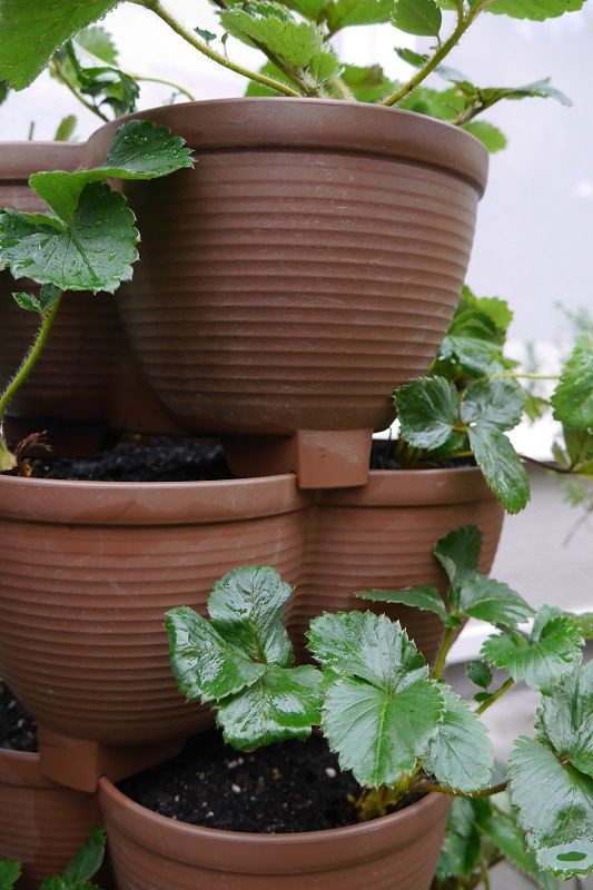 セリアでつくるストロベリータワー ベランダや省スペースでガーデニングを楽しむ くらすき すっきり心地よく暮らす小さな工夫