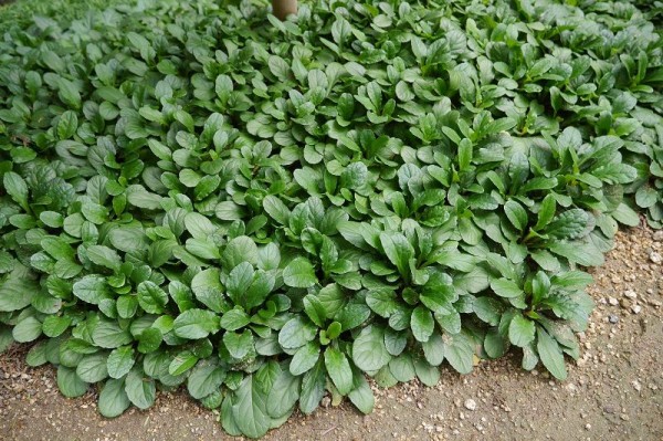 植えっぱなしの名脇役のグランドカバー かわいい多肉植物 くらすき すっきり心地よく暮らす小さな工夫