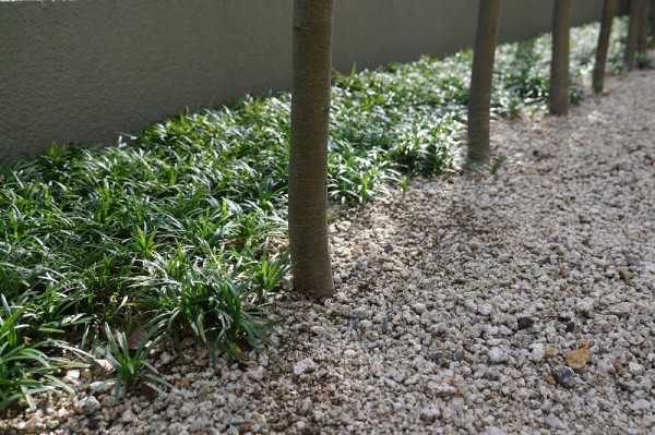 植えっぱなしの名脇役のグランドカバー かわいい多肉植物 くらすき すっきり心地よく暮らす小さな工夫 植えっぱなしの名脇役のグランドカバー かわいい多肉植物 くらすき すっきり心地よく暮らす小さな工夫