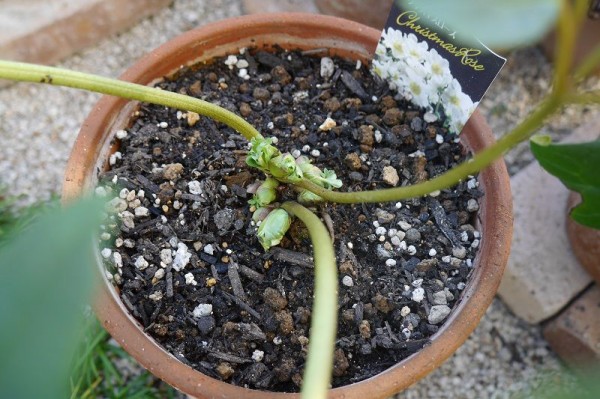 バラの挿し木の鉢上げ 庭の花たち くらすき すっきり心地よく暮らす小さな工夫