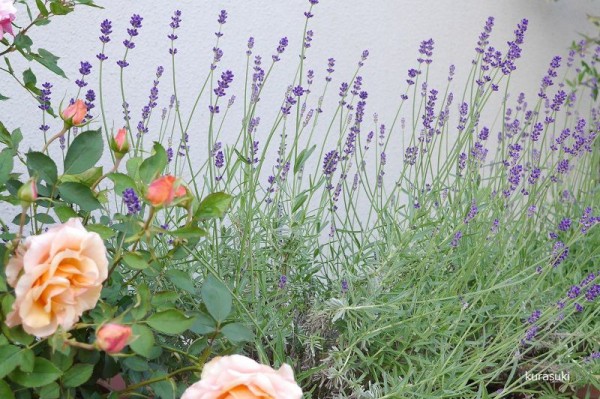 ハーブを楽しむ ラベンダーを生活の中に取り入れる くらすき すっきり心地よく暮らす小さな工夫