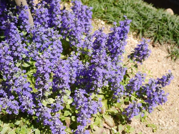 庭の雑草対策 常緑でお花もかわいいグランドカバー くらすき すっきり心地よく暮らす小さな工夫