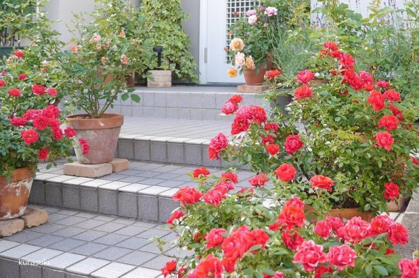玄関アプローチにバラを飾って 家族や訪問者をお出迎え くらすき すっきり心地よく暮らす小さな工夫