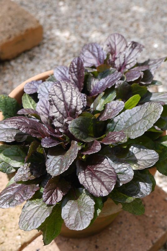 植えっぱなしの名脇役のグランドカバー かわいい多肉植物 くらすき すっきり心地よく暮らす小さな工夫