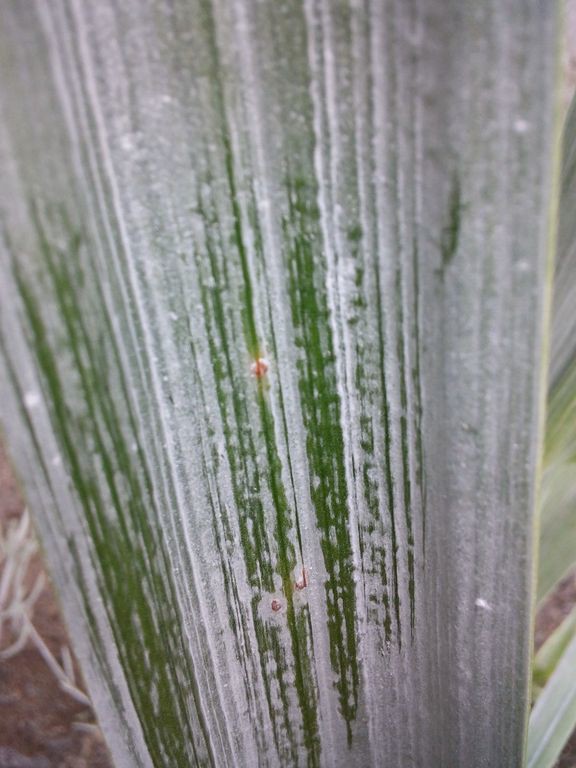 野菜の管理 里芋植え 鳥海の麓 北村くらた農園 より愛を米て