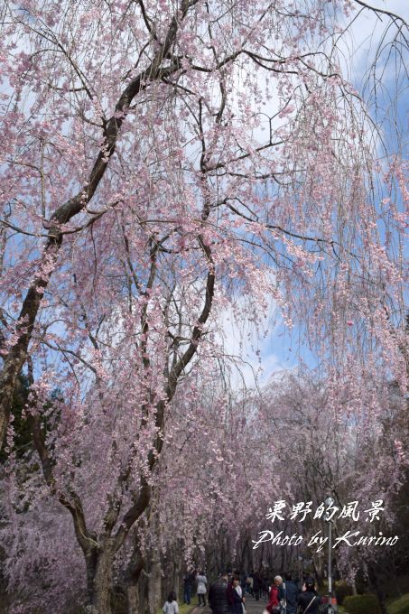 世羅甲山ふれあいの里のしだれ桜 栗野的風景