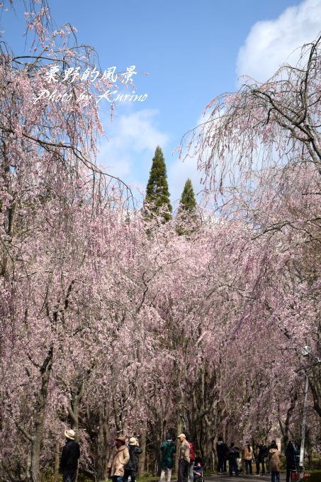 世羅甲山ふれあいの里のしだれ桜 栗野的風景