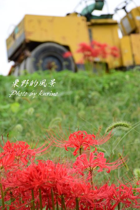 赤い彼岸花も種類が色々 栗野的風景