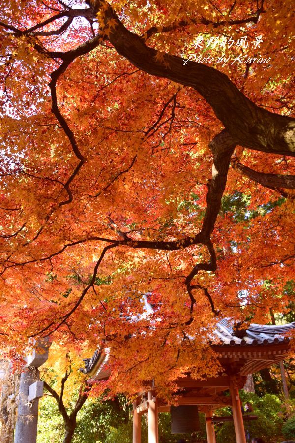 真っ赤に染まった大興善寺 基山町 の紅葉 栗野的風景