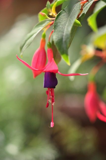 下向きに咲く上品な花姿の フクシア 花いろいろ