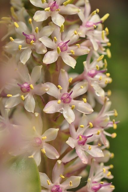 ユニークな姿の パイナップルリリー 花いろいろ