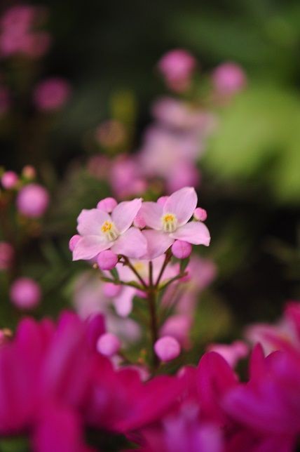 とても繊細で神経質な植物 ボロニア 花いろいろ