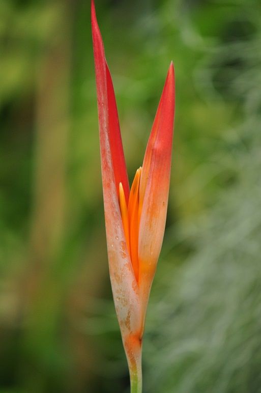 鮮やかなオレンジ色の花 ヘリコニア 花いろいろ