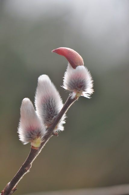 ネコヤナギ 花いろいろ