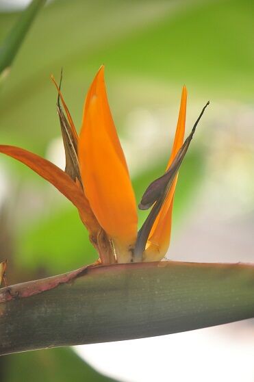 実にユニークな形の ゴクラクチョウカ 花いろいろ